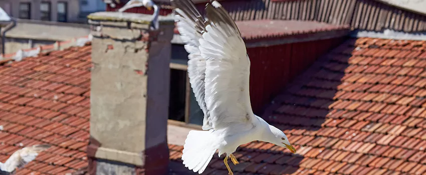 Residential Chimney Animal Removal Solution in Franklin, IN