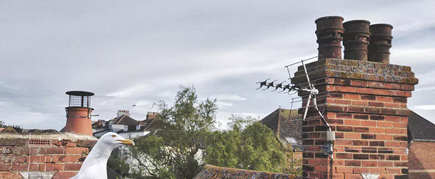 Chimney Cleaning And Restoration in Franklin, Indiana
